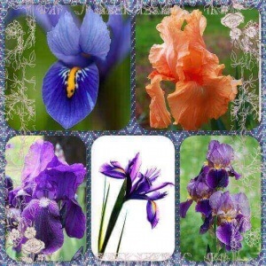 Afla ce secrete dezvaluie aceste flori de iris