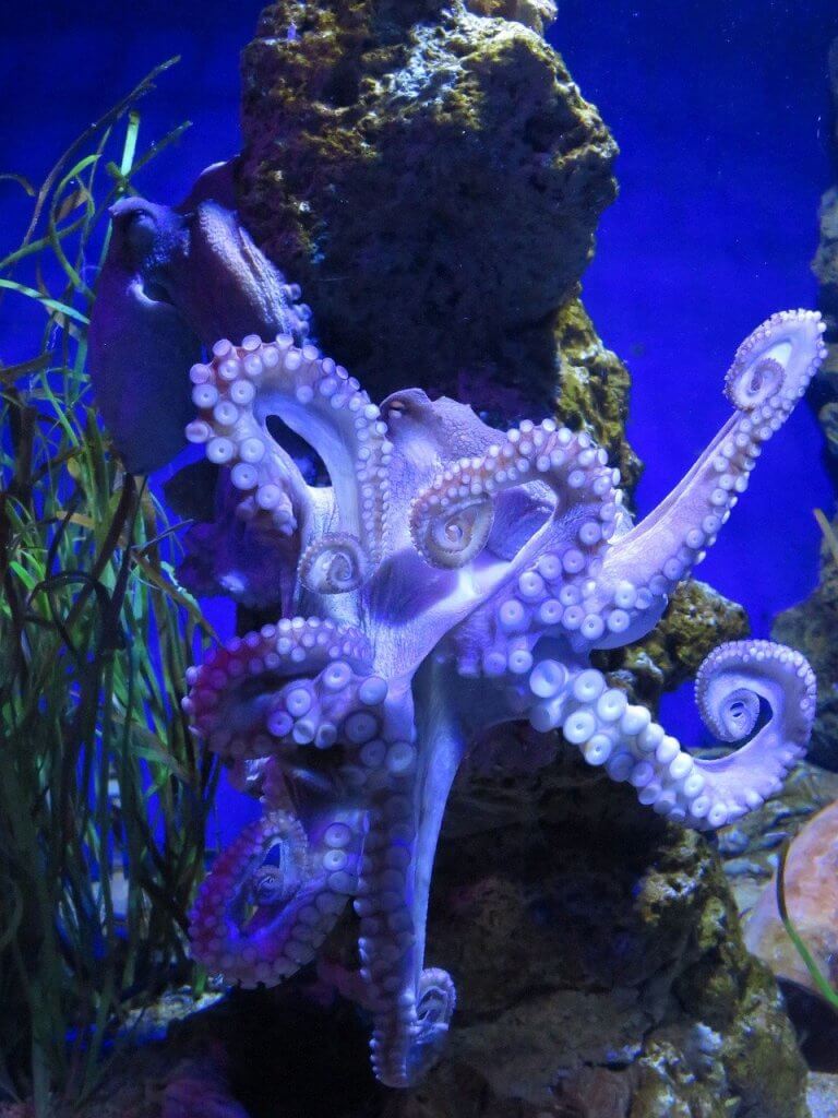 cate tentacule are caracatita